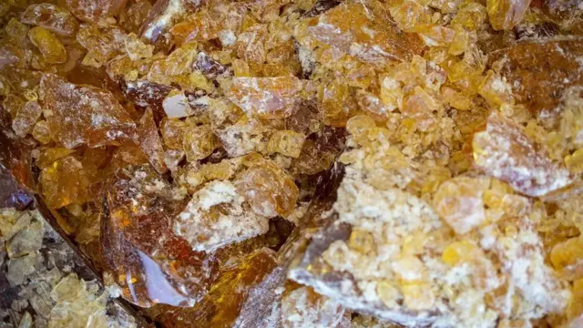 صنوبر کی گوند