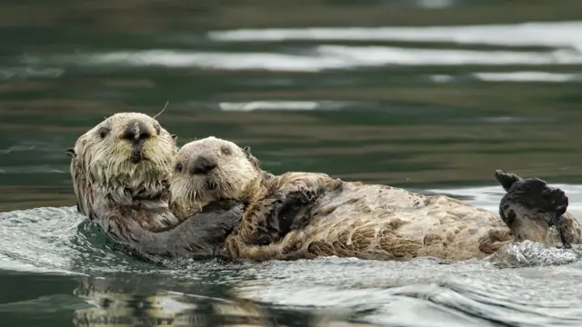 Dos nutrias abrazadas mientras nadan en un río.