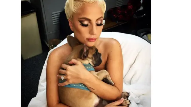 У французького бульдога Леді Гаги є особистий Instagram, який має більше 200 тис. фоловерів