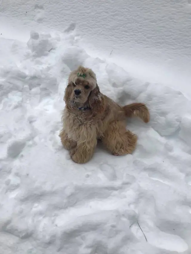 Пес в снегу