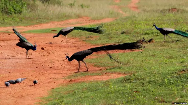 ਸੰਕੇਤਕ ਤਸਵੀਰ