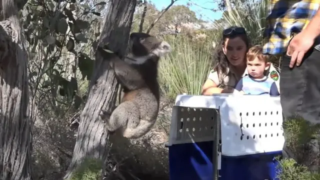 โคอาลาถูกปล่อย กำลังปีนขึ้นต้นไม้