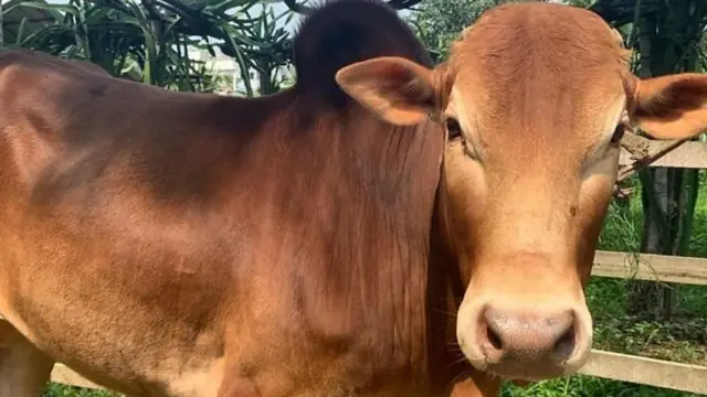 কোরবানির অনলাইন সার্ভিস