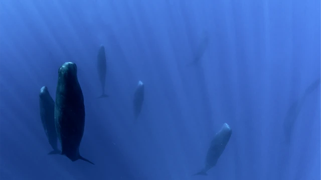 Ученые однажды наткнулись на стадо кашалотов, полностью погруженных в сон и раскачивающихся вертикально в воде