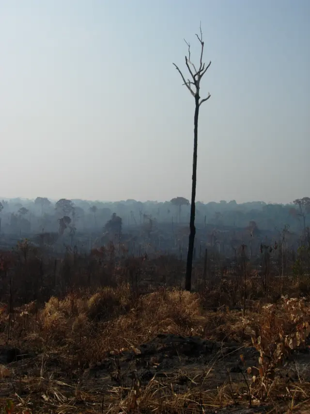 Desmatamento na Amazônia