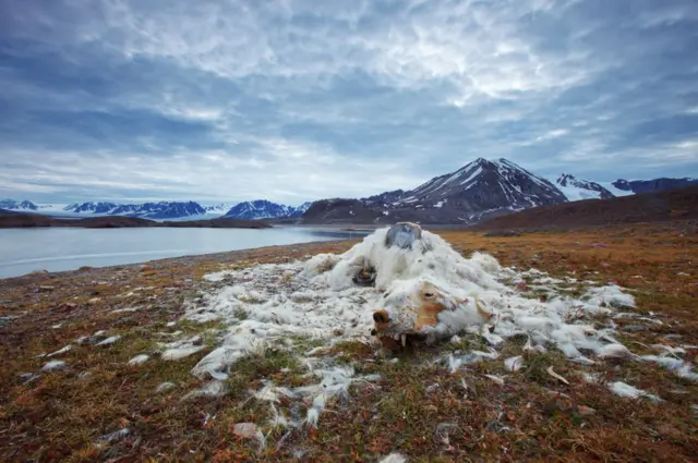 The remains of a polar bear lie next to the shore of a lake
