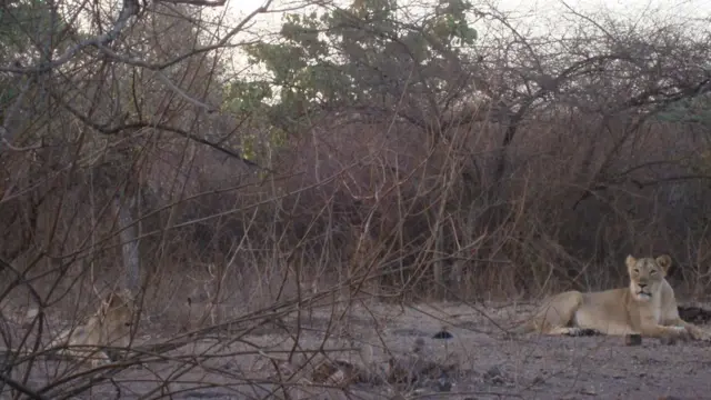 જંગલમાં બેસેલા સિંહ