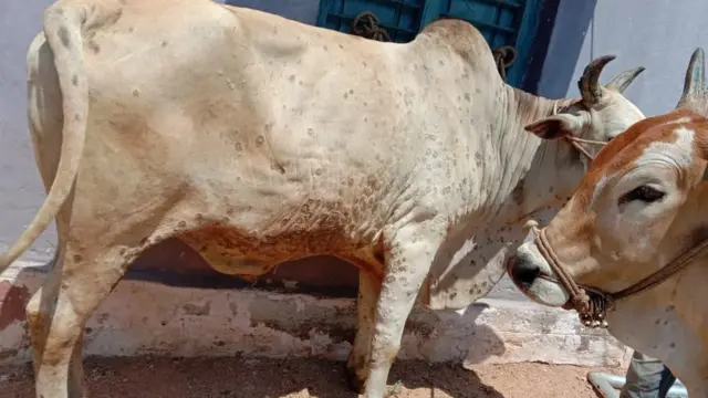 ఆవులు, ఎద్దులు, వైరస్