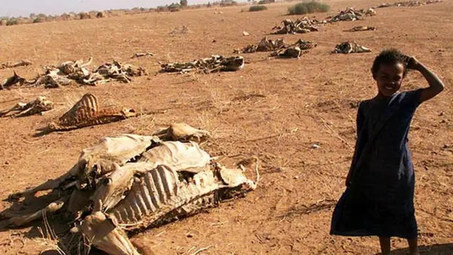 விலங்குகள் இறப்பு