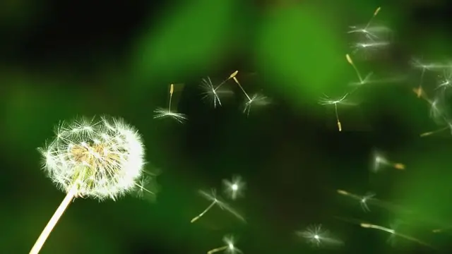 พายุพัดละอองเกสร, เมลเบิร์น, ออสเตรเลีย, ภูมิแพ้, ละอองเกสร, Thunderstorm Asthma