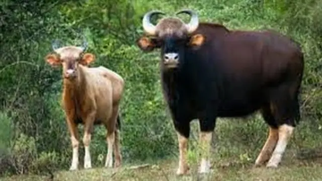 SATHYAMANGALAM TIGER RESERVE