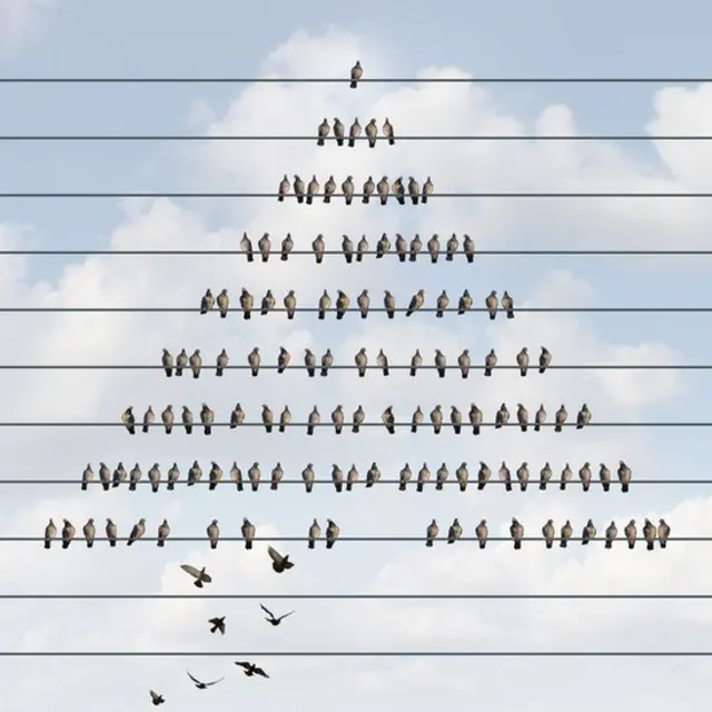 Aves sobre unos cables