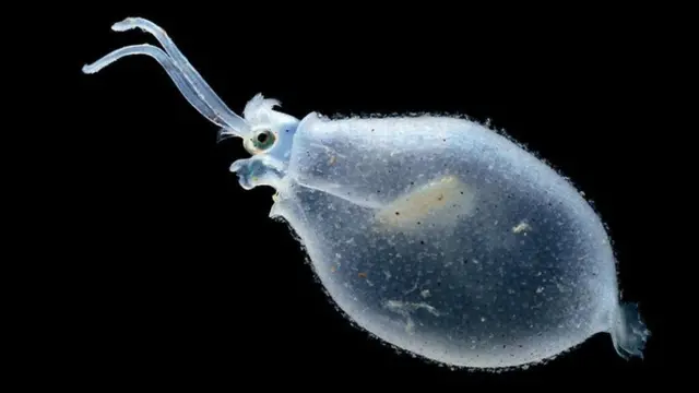 ग्लास स्क्विड