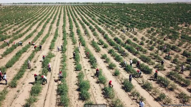 रेड डायमंड