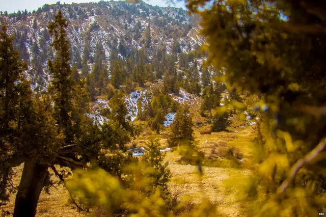 ਜੁਨੀਪਰ ਜੰਗਲ