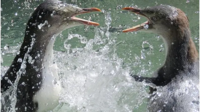 زخات المياه