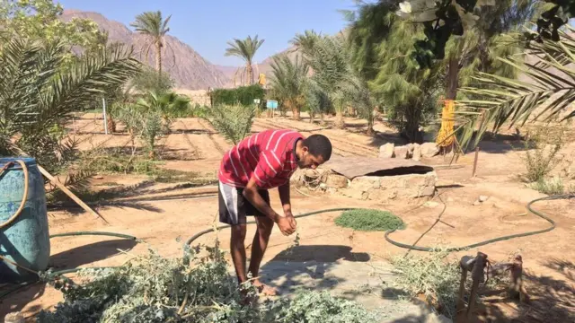 les comptes de la ferme Habiba sont à l'équilibre et la ferme mise à l'avenir sur l'exportation et le développement du tourisme vert en Egypte.