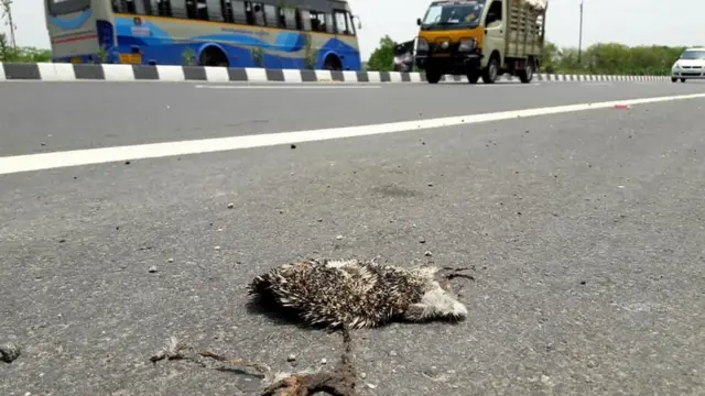 முள்ளெலி