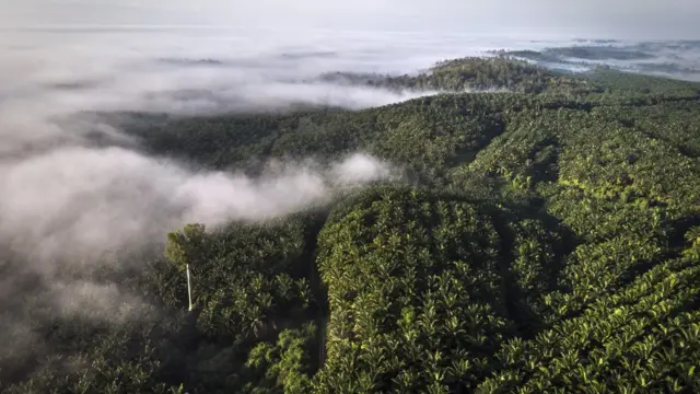 Une plantation de palmiers à huile dans le Kalimantan oriental