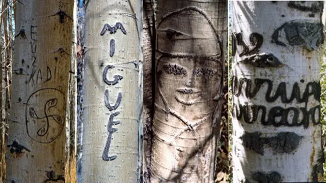 Nombres y símbolos vascos en álamos en EE.UU. (Foto: University of Nevada)