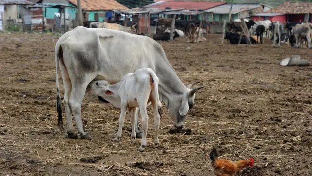 गाय, फ़ाइल फ़ोटो