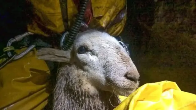 The sheep is thought to have been trapped in the hole for as long as three weeks