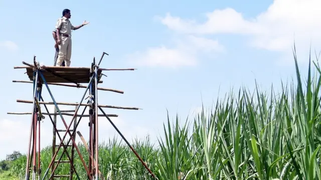 చెరకుతోటల్లో చిరుత పులులు