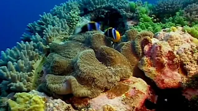 මාහාබාධක කොරල්පරය ලෝකයේ විශාලතම ස්වාභාවික කොරල්පරයයි