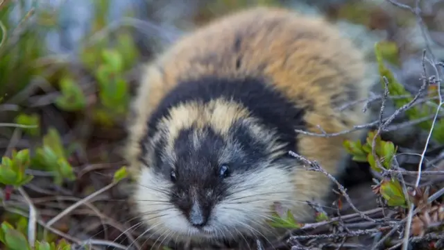 Lemming