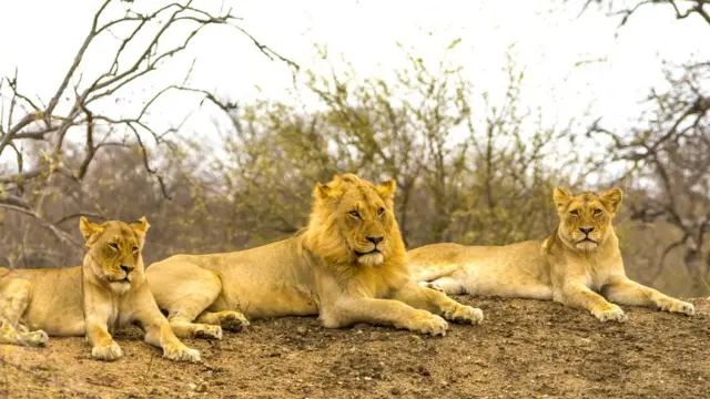 В отличие от других кошачьих, львы живут вместе