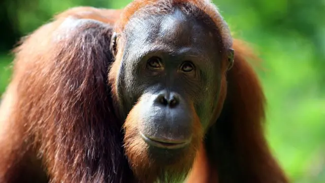 orangutan