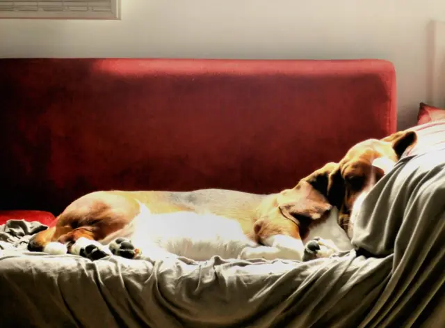 Un perro durmiendo en un sofá