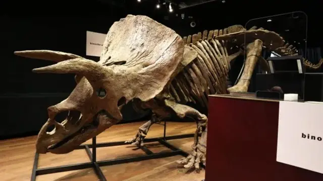 triceratops