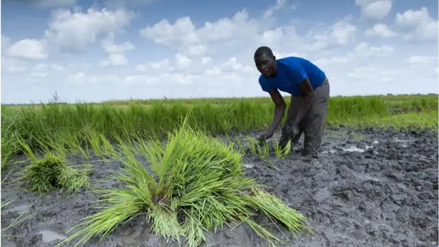 উগান্ডায় ধান চাষ