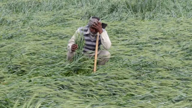 તૌકતે વાવાઝોડામાં પણ ખેડૂતોને મોટું નુકસાન થયું છે- પ્રતીકાત્મક તસવીર