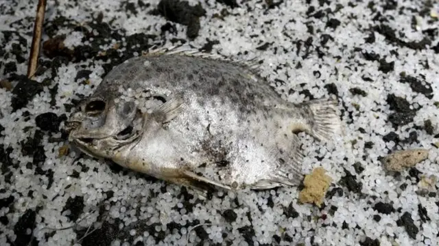 a dead fish from ship fire