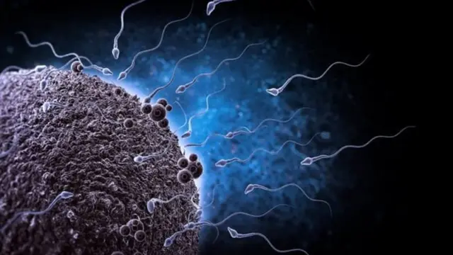 শুক্রাণুর শক্তির ওপরে শিশুটি ছেলে নাকি মেয়ে হবে সেটা নির্ভর করে না