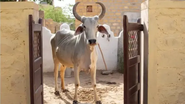 લમ્પી સ્કિન ડિસીઝ