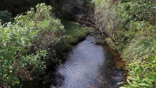 නව කෙකටිය විශේෂය හමුවූ දොළ මාර්ගය