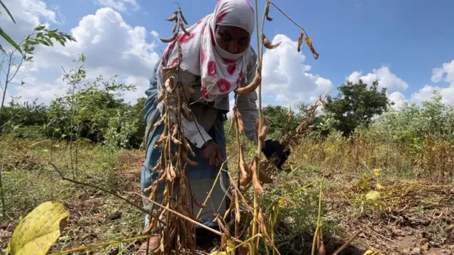 सोयाबीन बाजारभाव