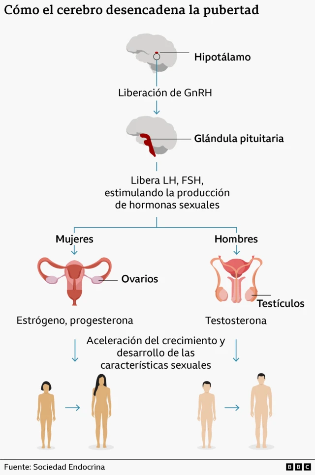 La infografía muestra cómo el cerebro desencadena la pubertad, lo que conlleva una mayor producción de hormonas sexuales y el desarrollo de las características sexuales.