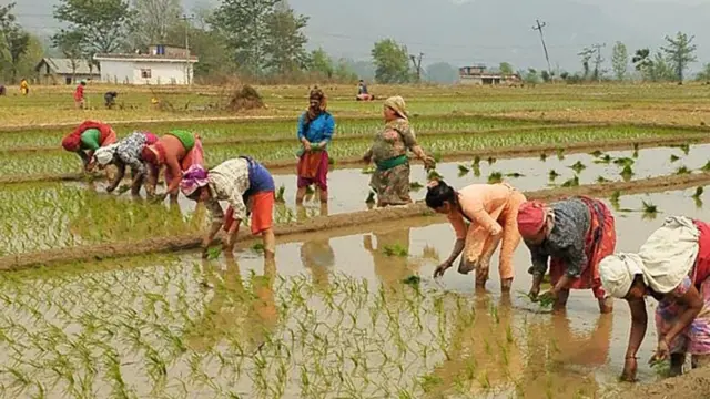 धान रोप्दै रोपाहारहरू