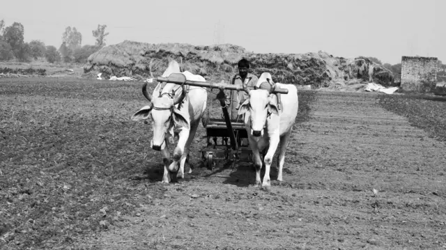 प्रातिनिधिक फोटो