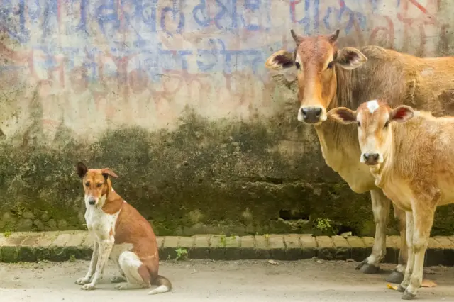 भटक्या गाई 