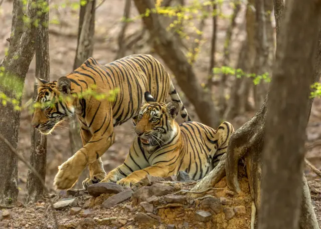 प्रातिनिधिक छायाचित्र
