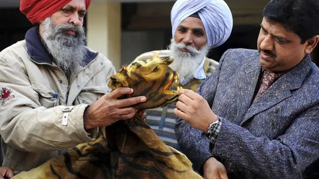 অমৃতসরে একটি বাঘের চামড়া উদ্ধার করেছেন সরকারি কর্মকর্তারা