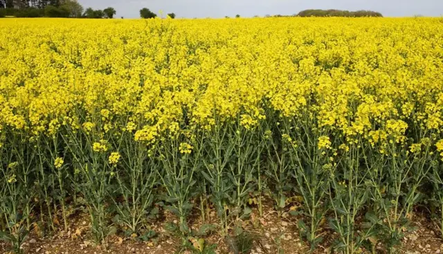 Vue d'un champ de colza