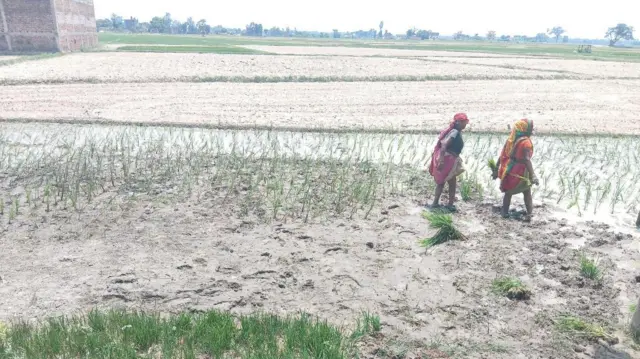 मधेशमा रोपाइँ हुँदै