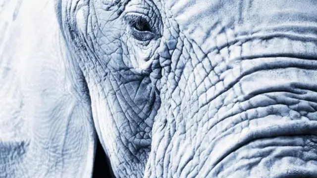 وجه فيل يظهر فيه عين شبه مفتوحة 