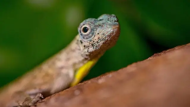 ஆசியக் காடுகளில் மரங்களில் வாழும் பறக்கும் டிராகன்கள் எனப்படும் டிராகோ பல்லிகள்